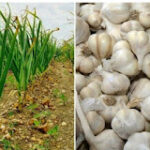 Farming Buisness Idea : ‘या’ पद्धतीने लसणाची लागवड करून वर्षाला कमवा १० लाख रुपये, जाणून घ्या, लागवड...