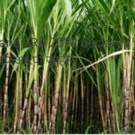 Sugarcane FRP 2022 declared || उसाला ₹३०५० एफआरपी जाहीर