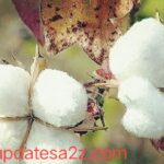 शेतकऱ्यांसाठी खुशखबर कापसाला मिळणार चांगला भाव