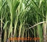 Sugarcane-update