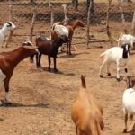 शेळी पालन योजना -वाचा-कसे-किती-कोठे मिळवणार अनुदान