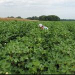 कमी खर्चात जास्त उत्पादन मिळवायचे तर 'या' छोट्या टिप्स ठरू शकतात उपयोगी, घ्या जाणून माहिती