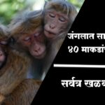 जंगलात सापडले तब्बल 40 माकडांचे मृतदेह सर्वत्र खळबळ