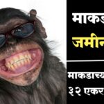 चक्क माकडाच्या नावावर 32 एकर जमीन काय आहे कारण घ्या जाणून