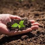 मातीचे आरोग्य सुधारा, म्हणजे पीक मिळेल दर्जेदार