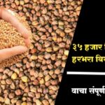 रब्बीसाठी 35 हजार क्विंटल गहू, हरभरा बियाणे अनुदान म्हणून देण्यात येणार आहे